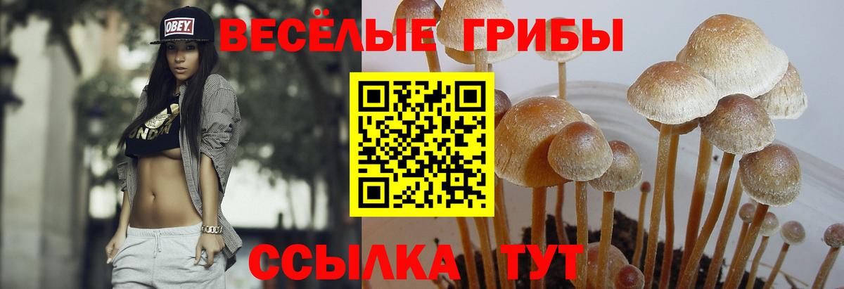 Псилоцибиновые грибы Psilocybe  Вход с VPN  Волгоград 